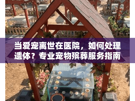 当爱宠离世在医院，如何处理遗体？专业宠物殡葬服务指南