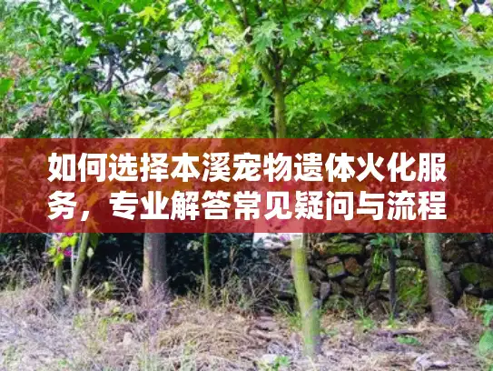 如何选择本溪宠物遗体火化服务，专业解答常见疑问与流程
