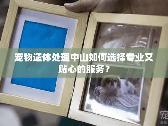 宠物遗体处理中山如何选择专业又贴心的服务？