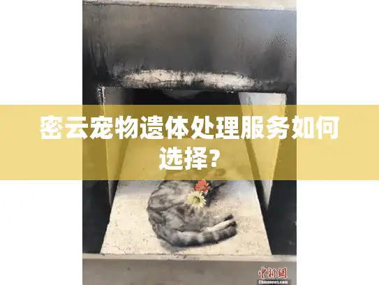 密云宠物遗体处理服务如何选择? 密云宠物遗体处理服务如何选择?