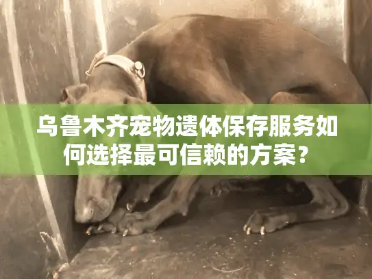 乌鲁木齐宠物遗体保存服务如何选择最可信赖的方案？