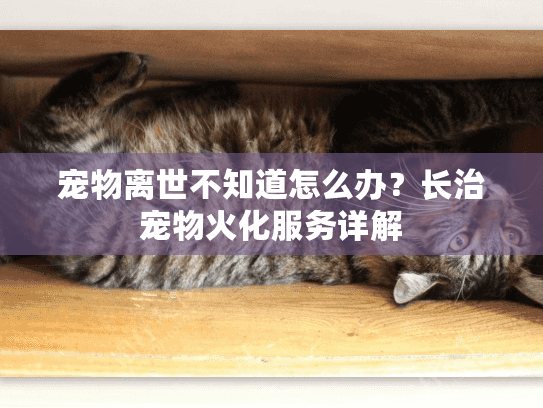 宠物离世不知道怎么办？长治宠物火化服务详解