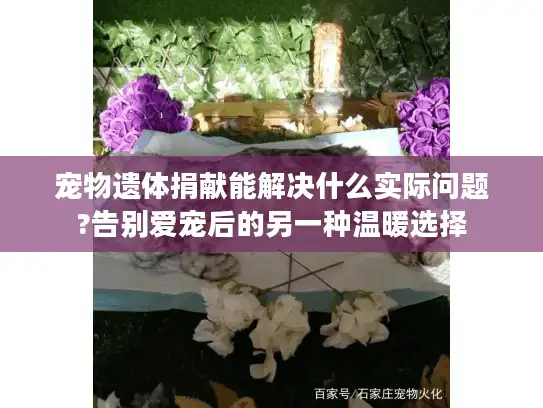 宠物遗体捐献能解决什么实际问题?告别爱宠后的另一种温暖选择