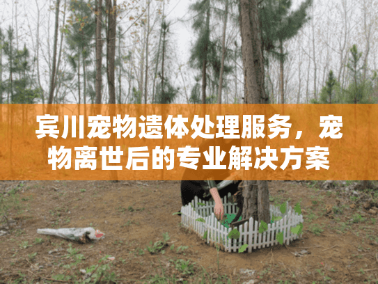 宾川宠物遗体处理服务，宠物离世后的专业解决方案与情感支持