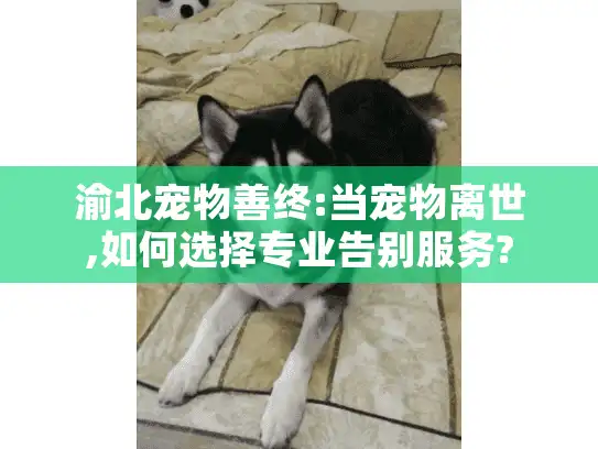 渝北宠物善终:当宠物离世,如何选择专业告别服务?