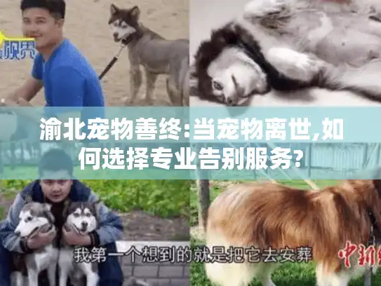 渝北宠物善终:当宠物离世,如何选择专业告别服务?