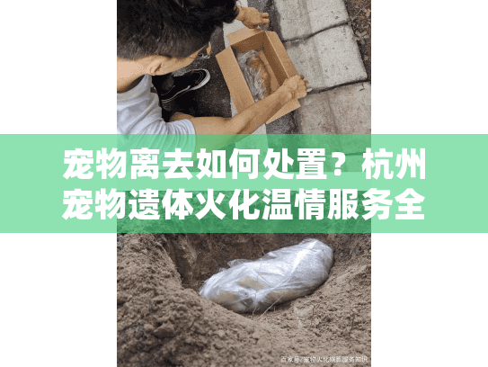宠物离去如何处置？杭州宠物遗体火化温情服务全解析