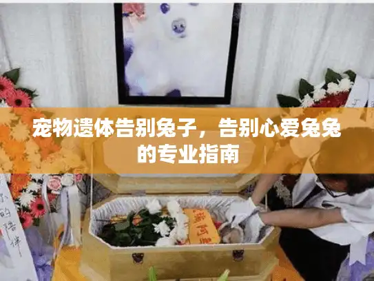 宠物遗体告别兔子,告别心爱兔兔的专业指南 宠物遗体告别兔子,告别心爱兔兔的专业指南