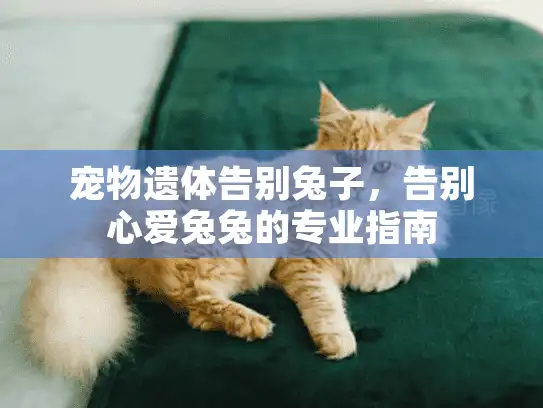 宠物遗体告别兔子,告别心爱兔兔的专业指南 宠物遗体告别兔子,告别心爱兔兔的专业指南