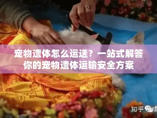 宠物遗体怎么运送?一站式解答你的宠物遗体运输安全方案 宠物遗体怎么运送?一站式解答你的宠物遗体运输安全方案