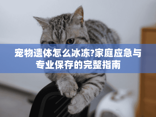 宠物遗体怎么冰冻?家庭应急与专业保存的完整指南