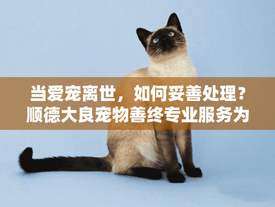 当爱宠离世,如何妥善处理?顺德大良宠物善终专业服务为您解忧 当爱宠离世,如何妥善处理?顺德大良宠物善终专业服务为您解忧