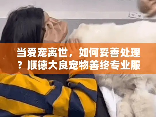 当爱宠离世,如何妥善处理?顺德大良宠物善终专业服务为您解忧 当爱宠离世,如何妥善处理?顺德大良宠物善终专业服务为您解忧