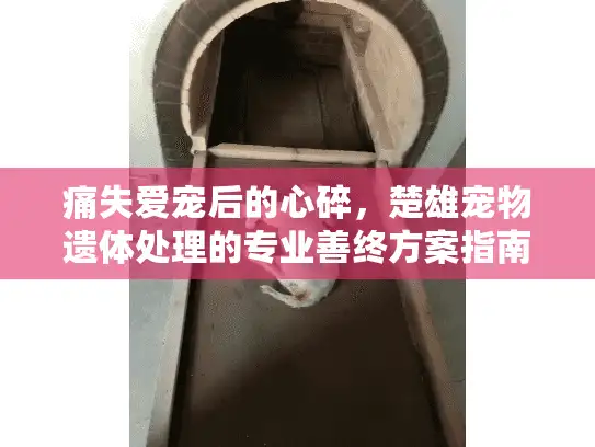 痛失爱宠后的心碎，楚雄宠物遗体处理的专业善终方案指南