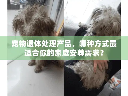 宠物遗体处理产品，哪种方式最适合你的家庭安葬需求？