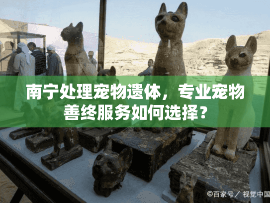 南宁处理宠物遗体，专业宠物善终服务如何选择？