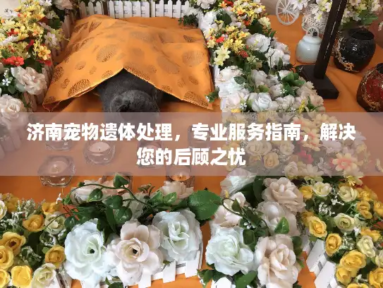 济南宠物遗体处理，专业服务指南，解决您的后顾之忧