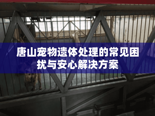 唐山宠物遗体处理的常见困扰与安心解决方案
