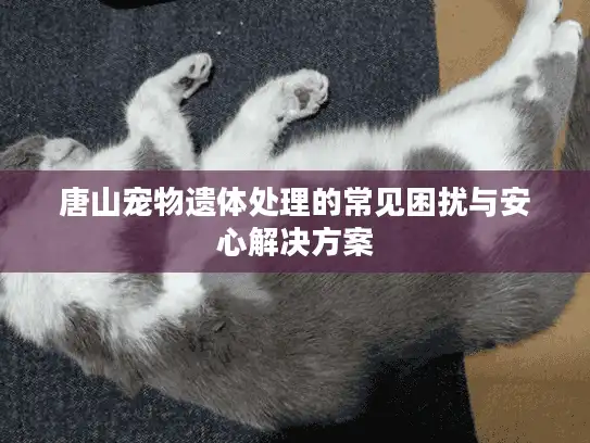 唐山宠物遗体处理的常见困扰与安心解决方案