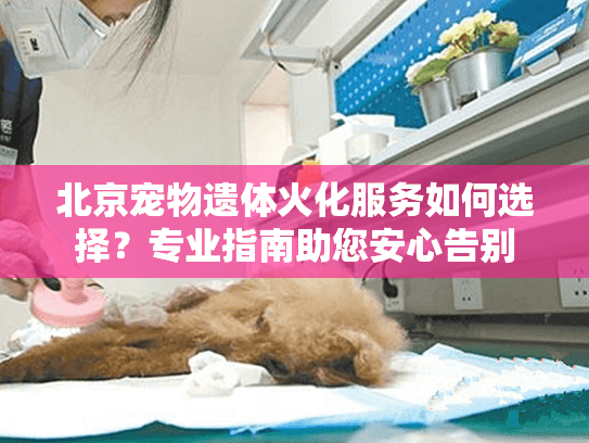 北京宠物遗体火化服务如何选择？专业指南助您安心告别