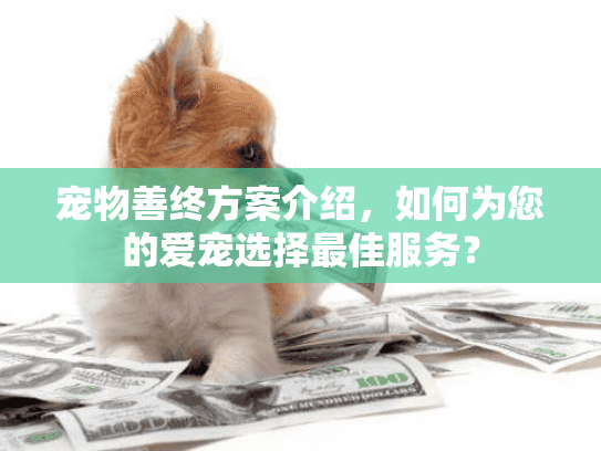 宠物善终方案介绍，如何为您的爱宠选择最佳服务？