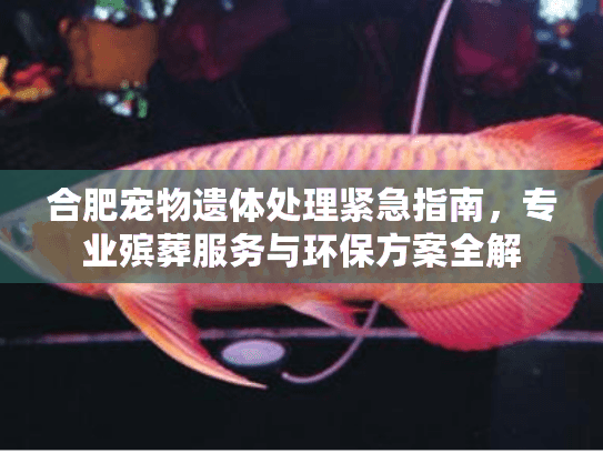 合肥宠物遗体处理紧急指南，专业殡葬服务与环保方案全解