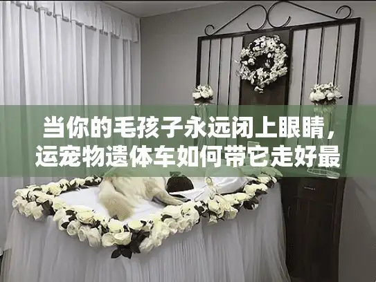 当你的毛孩子永远闭上眼睛，运宠物遗体车如何带它走好最后一程？
