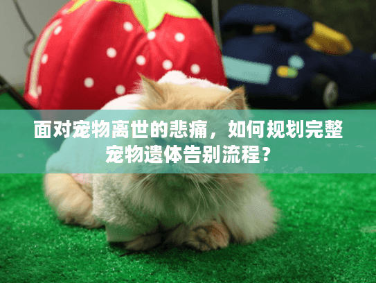 面对宠物离世的悲痛，如何规划完整宠物遗体告别流程？