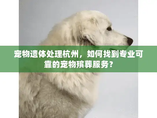 宠物遗体处理杭州，如何找到专业可靠的宠物殡葬服务？