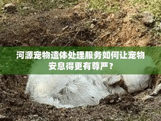 河源宠物遗体处理服务如何让宠物安息得更有尊严？
