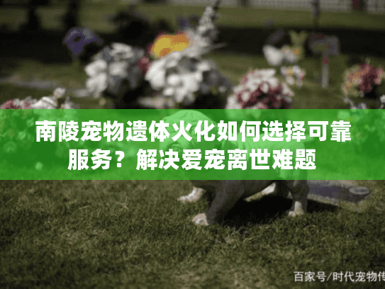 南陵宠物遗体火化如何选择可靠服务？解决爱宠离世难题