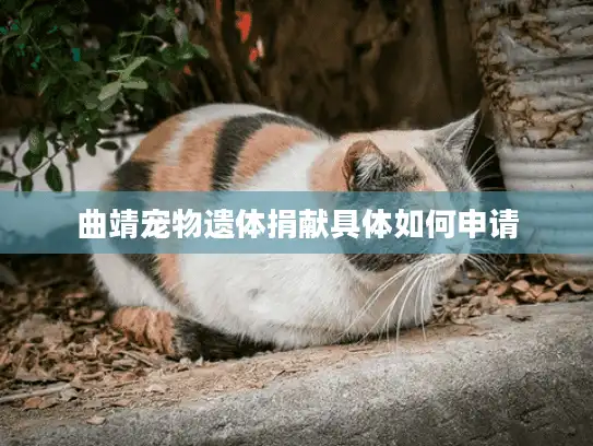 曲靖宠物遗体捐献具体如何申请