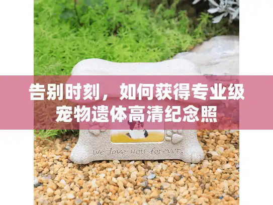 告别时刻，如何获得专业级宠物遗体高清纪念照