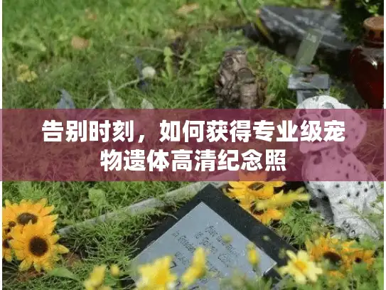 告别时刻，如何获得专业级宠物遗体高清纪念照