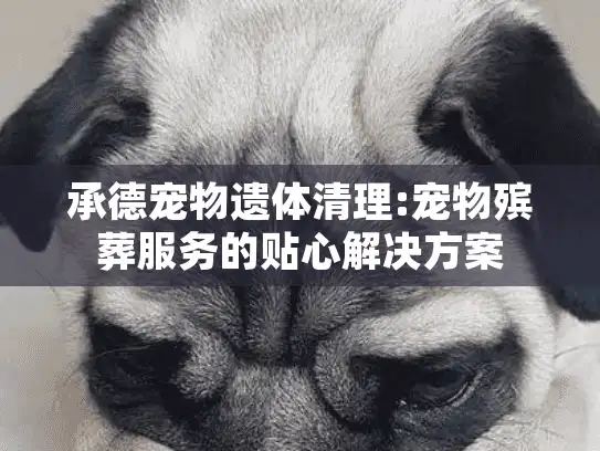 承德宠物遗体清理:宠物殡葬服务的贴心解决方案 承德宠物遗体清理:宠物殡葬服务的贴心解决方案