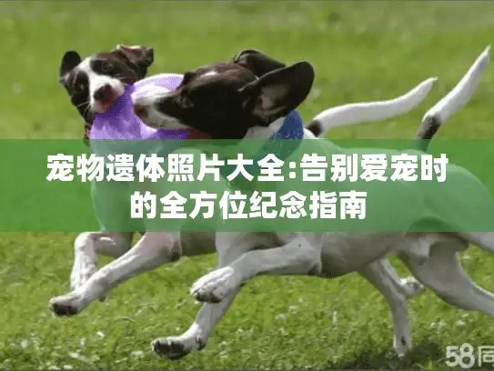 宠物遗体照片大全:告别爱宠时的全方位纪念指南