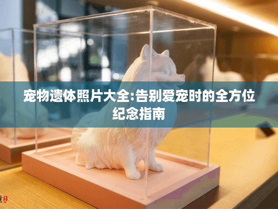 宠物遗体照片大全:告别爱宠时的全方位纪念指南