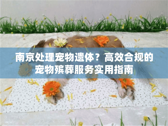 南京处理宠物遗体？高效合规的宠物殡葬服务实用指南