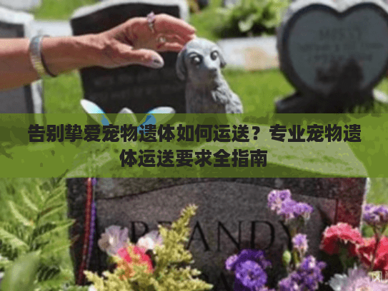 告别挚爱宠物遗体如何运送？专业宠物遗体运送要求全指南
