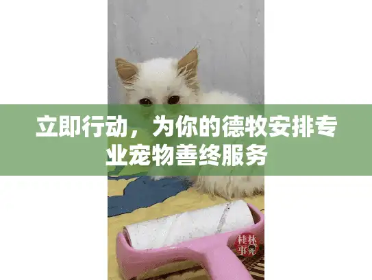 立即行动,为你的德牧安排专业宠物善终服务 立即行动,为你的德牧安排专业宠物善终服务