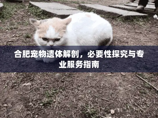 合肥宠物遗体解剖，必要性探究与专业服务指南