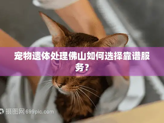 宠物遗体处理佛山如何选择靠谱服务？