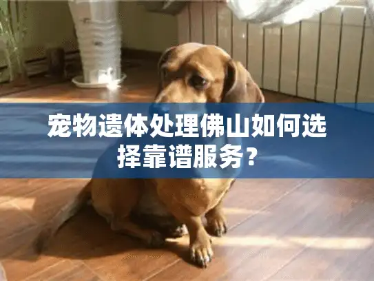 宠物遗体处理佛山如何选择靠谱服务？