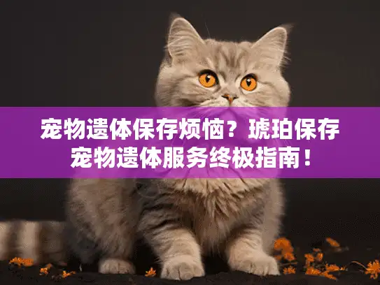 宠物遗体保存烦恼？琥珀保存宠物遗体服务终极指南！