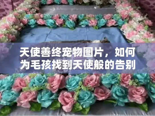 天使善终宠物图片，如何为毛孩找到天使般的告别服务？