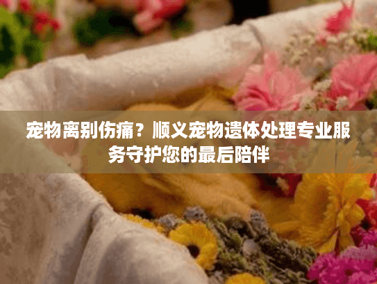 宠物离别伤痛？顺义宠物遗体处理专业服务守护您的最后陪伴