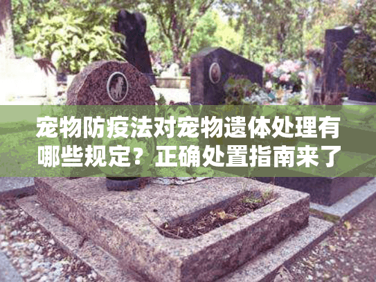 宠物防疫法对宠物遗体处理有哪些规定?正确处置指南来了 宠物防疫法对宠物遗体处理有哪些规定?正确处置指南来了