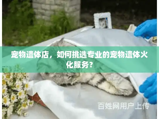 宠物遗体店，如何挑选专业的宠物遗体火化服务？