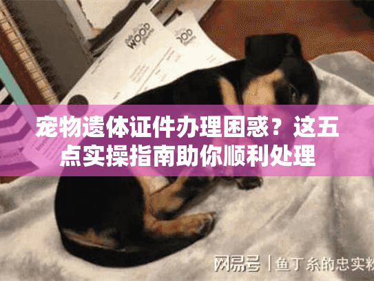 宠物遗体证件办理困惑？这五点实操指南助你顺利处理