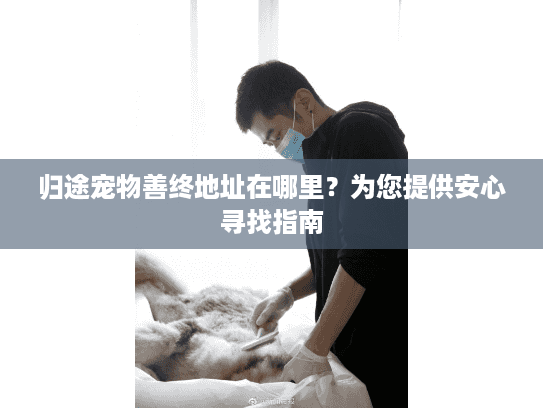 归途宠物善终地址在哪里?为您提供安心寻找指南 归途宠物善终地址在哪里?为您提供安心寻找指南